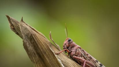 മഴ പെയ്യും പോലെ അവര്‍ പറന്നിറങ്ങി; പുറകേ ഭക്ഷ്യക്ഷാമ മുന്നറിയിപ്പും