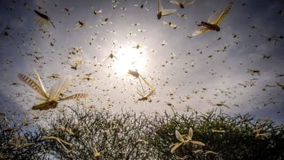 വെട്ടുകിളി ആക്രമണഭീതിയില് ഉത്തരേന്ത്യ; കോടി കണക്കിന് രൂപയുടെ വിളനാശമുണ്ടാവുമെന്ന് മുന്നറിയിപ്പ്