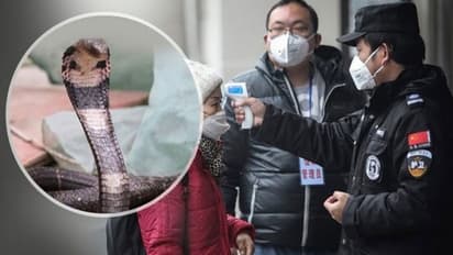 கொரோனா வைரஸ் குறித்து விஞ்ஞானிகள் பகீர் தகவல்... பாம்பு கறியை தவிர்த்து சைவத்துக்கு மாறும் சீனர்கள்..!