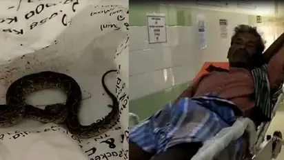 கடித்த கட்டுவிரியனை பிடித்து மருத்துவமனைக்கு ஓடிய விவசாயி..! நோயாளிகள் அதிர்ச்சி..!