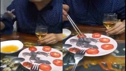 ಇಶೀ...ಜೀವಂತ ಇಲಿಮರಿಗಳನ್ನು ಕಚಕಚನೆ ಜಗಿದು ನುಂಗಿದ!