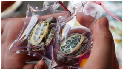 കീച്ചെയിനുകളില് ജീവനുള്ള ആമയും പല്ലിയും മീനുകളും; കൊടുംക്രൂരതയെന്ന് മൃഗസംരക്ഷണ സംഘടനകള്