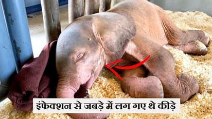 लोहे की तार ने मुंह से कान तक चीर दिया चेहरा, जिसने भी देखा हाल, दहल गया कलेजा