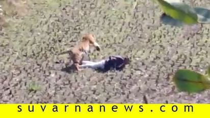 Video: ಹುಲಿ ಯಾಮಾರಿಸಲು ಸತ್ತವನಂತೆ ನಾಟಕ, ಸಾವಿನ ದವಡೆಯಿಂದ ಪಾರಾದ!