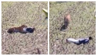 গ্রামে আগমন ঘটেছিল বাঘের, বুদ্ধি দিয়ে বাঁচলেন যুবক, আপনিও দেখুন সেই ভিডিও