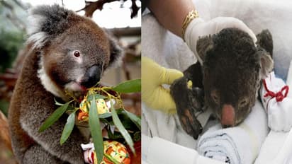 കാട്ടുതീയില് കുടുങ്ങിയ ഓസ്ട്രേലിയയിലെ മൃഗങ്ങള്ക്ക് ഇനി കയ്യുറയുടെ ആവശ്യമില്ല; കാരണം ഇതാണ്!