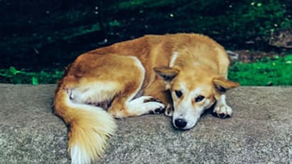 വാഹനമിടിച്ച് കാലുകളും നടുവും തകര്ന്നു; തെരുവുനായയ്ക്ക് രക്ഷകരായി പൊലീസ് ഉദ്യോഗസ്ഥര്