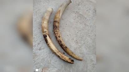 വയനാട്ടിൽ ആനക്കൊമ്പുമായി ഇടുക്കി സ്വദേശി പിടിയിൽ