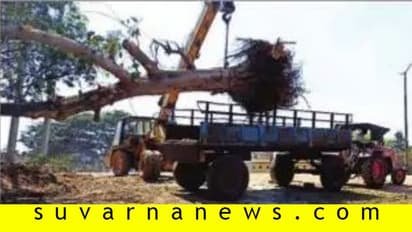 ಕಿತ್ತೆಸೆಯಲಾಗಿದ್ದ ಆಲದ ಮರಕ್ಕೆ ಮರುಜೀವ