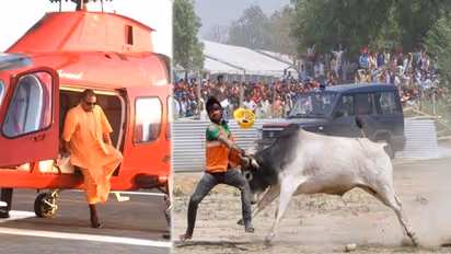 CM योगी के लिए अब गाय सांड रोकेंगे जूनियर इंजीनियर्स, रस्सी लेकर चौराहों पर होंगे तैनात