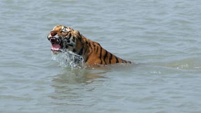 বাঘ তাড়িয়েও ব্যর্থ হলেন সঙ্গীরা, সুন্দরবনে মৃত তরুণ মৎস্যজীবী