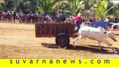 ಮಂಡ್ಯ: ಜೋಡೆತ್ತುಗಳ ಗಾಡಿ ಓಟದ ಪುಳಕ..!