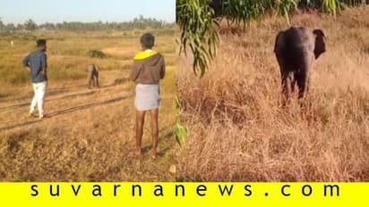 ಮರಿಯಾನೆ ಜತೆ ಸೆಲ್ಫಿಗೆ ಮುಗಿಬಿದ್ದ ಜನತೆ!