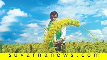 ಬರದ ನೆಲದಲ್ಲಿ ಸಿರಿಧಾನ್ಯ ಬೆಳೆದು ಕೈತುಂಬ ಆದಾಯ ಪಡೆದ ಚಿತ್ರದುರ್ಗದ ರೈತ!