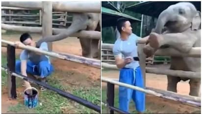 സൂക്ഷിപ്പുകാരനോട് കൂട്ടു കൂടി ആനക്കുട്ടി;  ട്വിറ്ററിൽ വൈറലായ വീഡിയോ കാണാം