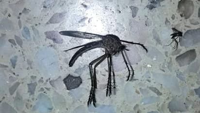করোনাভাইরাস-উদ্বেগের মধ্যেই আতঙ্ক ছড়ালো দৈত্যাকৃতি মশা, বরাভয় দিচ্ছেন পতঙ্গ বিশেষজ্ঞরা
