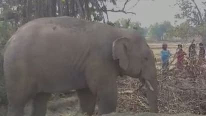 হাতির পা ও শুড়ে গভীর ক্ষত, বনদপ্তরে খবর দিলেন গ্রামবাসীরাই