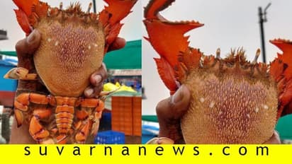 ಮಲ್ಪೆಯಲ್ಲಿ ಬಲೆಗೆ ಬಿತ್ತು ಸ್ಪಾನರ್ ಕ್ರ್ಯಾಬ್..! 1 ಕೆಜಿ ತೂಗುತ್ತೆ ಈ ಏಡಿ