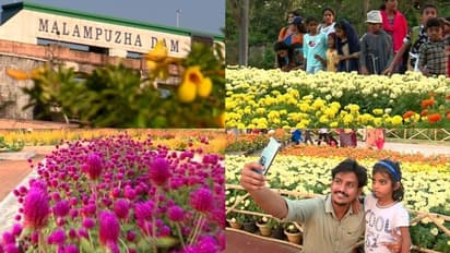 പൂക്കളൊരുക്കിയ പുതുമോടിയില്‍ മലമ്പുഴ ഉദ്യാനം: സന്ദര്‍ശകരുടെ എണ്ണത്തില്‍ വന്‍വര്‍ധന