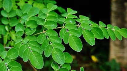 മുരിങ്ങയില ഇഷ്ടപ്പെടുന്നവരാണോ നിങ്ങൾ ? എങ്കിൽ ഇതറിഞ്ഞോളൂ