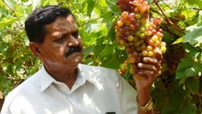 മുന്തിരി കൃഷി ചെയ്താല് പത്മശ്രീ കിട്ടുമോ? ഇതാ മുന്തിരിത്തോട്ടത്തില് നിന്ന് പത്മശ്രീ സ്വന്തമാക്കിയ കര്ഷകന്