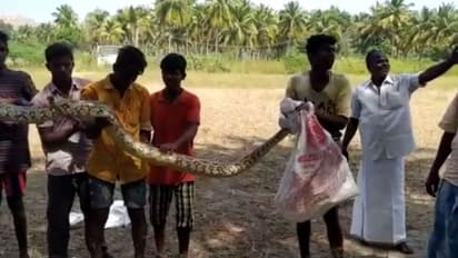 வயலில் புகுந்து விளையாடிய மலைப்பாம்புகள்..! துணிந்து பிடித்து அசத்திய இளைஞர்கள்..!