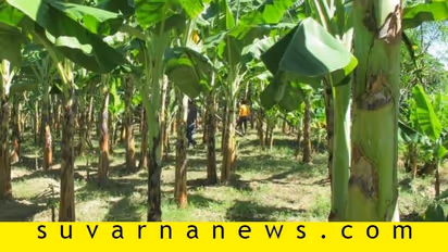 ಮಳೆಯಾಶ್ರಿತ ಜಮೀನಿನಲ್ಲಿ ಭಿನ್ನ ಕೃಷಿ, ಬಿಳಿಕೆರೆ ರೈತನ ಕೈ ಹಿಡಿದ ಏಲಕ್ಕಿ, ಕಂದು ಬಾಳೆ