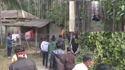 বাইসনের তাণ্ডবে ধুপগুড়িতে উত্তেজনা, কাবু করতে গিয়ে নাজেহাল বনকর্মীরা