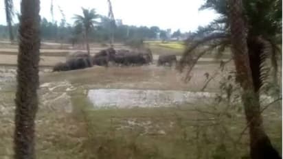 অজান্তেই গ্রামে হাতির হানা, বাঁকুড়ায় বলি গৃহবধূ সহ ২