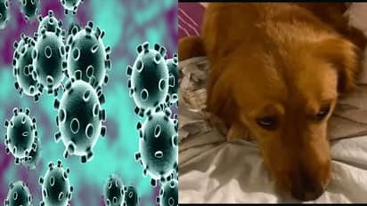 షాకింగ్: 'కరోనావైరస్' ఈ సినిమాలో 10 ఏళ్ల క్రితమే?