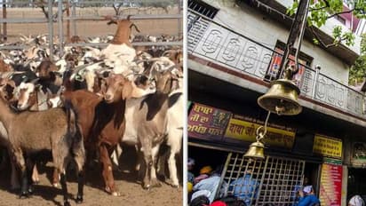 ക്ഷേത്രത്തില് ആടുകളെ ലേലത്തിൽ വച്ചു; ലക്ഷങ്ങളല്ല, ലഭിച്ചത് കോടിയിലധികം