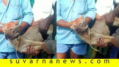 ಕಾಡು ಪ್ರಾಣಿಗಳನ್ನು ಕಟ್ಟಿ ನಾಯಿಗಳಿಂದ ಕಚ್ಚಿಸ್ತಾರೆ..!