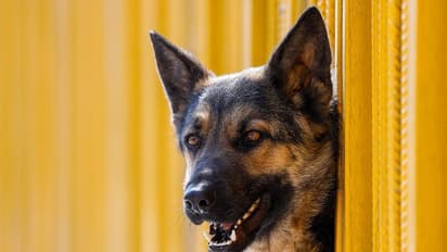 వైరల్ స్టోరీ: కుక్క కోసం భర్త బలి.. మొగుడ్ని దత్తతకు పెట్టిన సతీమణి.. వైరల్ అవుతున్న మెసేజీ ఇదే