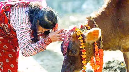 பசுவிலிருந்து கிடைக்கும் இந்த பொருளை வீட்டில் தெளித்தால்...பணப்பிரச்சனை நீக்கி...லக்ஷ்மி கடாக்ஷம் பெருகுமாம்?
