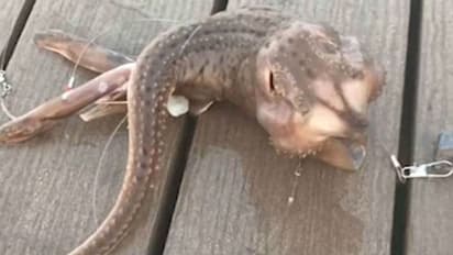 മൂന്ന് വാലും വലിയ വായയും; അത്ഭുതമായി 'വിചിത്രജീവി'...