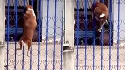 'ഇതൊക്കെ എനിക്ക് നിസാരം'; പത്തടിയോളം ഉയരമുള്ള ഗേറ്റ് ചാടിക്കടക്കുന്ന നായ; കൗതുകമായി വീഡിയോ