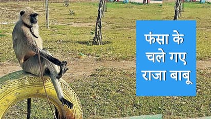 बच्चों को हुड़दंग से बचाने स्कूल ने 7 साल पहले राजा बाबू को खरीदा था लेकिन एक कागज ने फंसा दिया पेंच