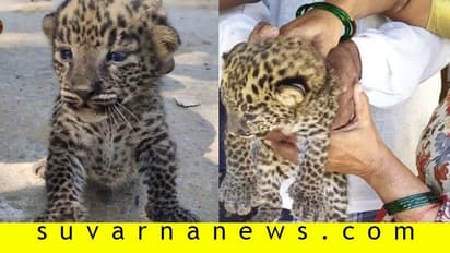 ಕಬ್ಬಿನ ಗದ್ದೆಯಲ್ಲಿ ಸಿಕ್ಕಿತು ಮುದ್ದು ಮರಿ..!