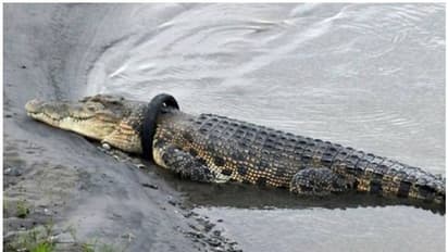 കഴുത്തില് ടയര് കുടുങ്ങി ശ്വാസമെടുക്കാന് പോലും ബുദ്ധിമുട്ടി ഭീമന് മുതല; രക്ഷപ്പെടുത്തുന്നവര്ക്ക് വന്തുക പ്രതിഫലം