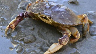 ഞണ്ടുകള് കാലാവസ്ഥ വ്യതിയാനത്തിന്റെ അടുത്ത ഇര