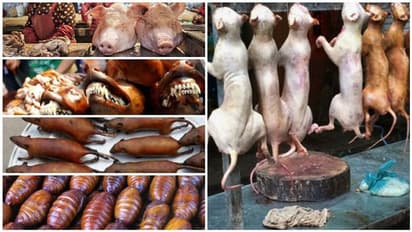 பன்றிக்கறி, நாய்க்கறி, பாம்புக்கறியால் பரவிய கொரோனா வைரஸால் கதறும் உலக நாடுகள்... அட, கட்டுப்படுத்த இதுபோதுமாம்..!