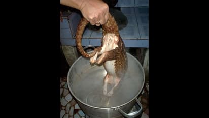 ఒళ్ళు జలదరించే కరోనా ఫుడ్స్: వామ్మో.. మనం చైనాలో పుట్టలేదు!