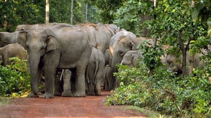 ফেলে রেখে শহুরে রুটিন জয়পুরের জঙ্গলে রোমাঞ্চকর দুদিন