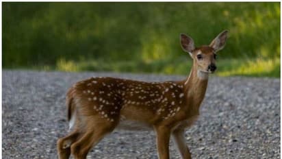ರಾತ್ರಿಯಲ್ಲಿ ಜಿಂಕೆ ಪ್ರಾಣ ಉಳಿಸಲು ಹೋಗಿ ಶಿಕ್ಷಕ ಸಾವು