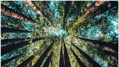 മരം നട്ടുപിടിപ്പിക്കുന്നതിന് കാലാവസ്ഥാ വ്യതിയാനത്തെ ചെറുക്കാന് സാധിക്കുമോ?