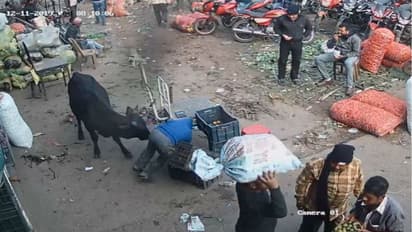 যখন তখন শিংয়ের গুঁতো, ষাঁড় ধরবে কে, আতঙ্ক দুর্গাপুরে