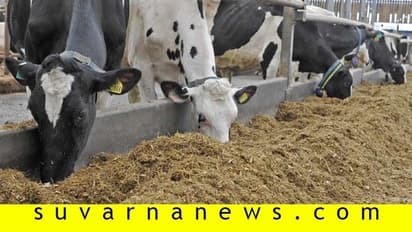 ರೈತರಿಗೆ ಸಂತಸದ ಸುದ್ದಿ, ಪಶು ಆಹಾರ ಬೆಲೆ ಇಳಿಕೆ..!