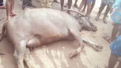 ನಾಲತವಾಡ: ವಿಷ ಹಾಕಿ ಮೂಕ ಪ್ರಾಣಿಗಳನ್ನ ಕೊಂದ್ರಾ ಪಾಪಿಗಳು?