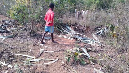 হাতি তাড়াতে গিয়ে প্রাণ গেল হুলা পার্টির সদস্যের, দেহাংশ মিলল জঙ্গলে