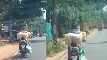 ನಾಯಿಯನ್ನು ಬೈಕ್ನಲ್ಲಿ ಕರೆದೊಯ್ದ ಮಾಲೀಕನಿಗೆ ಬಿತ್ತು ದುಬಾರಿ ದಂಡ!